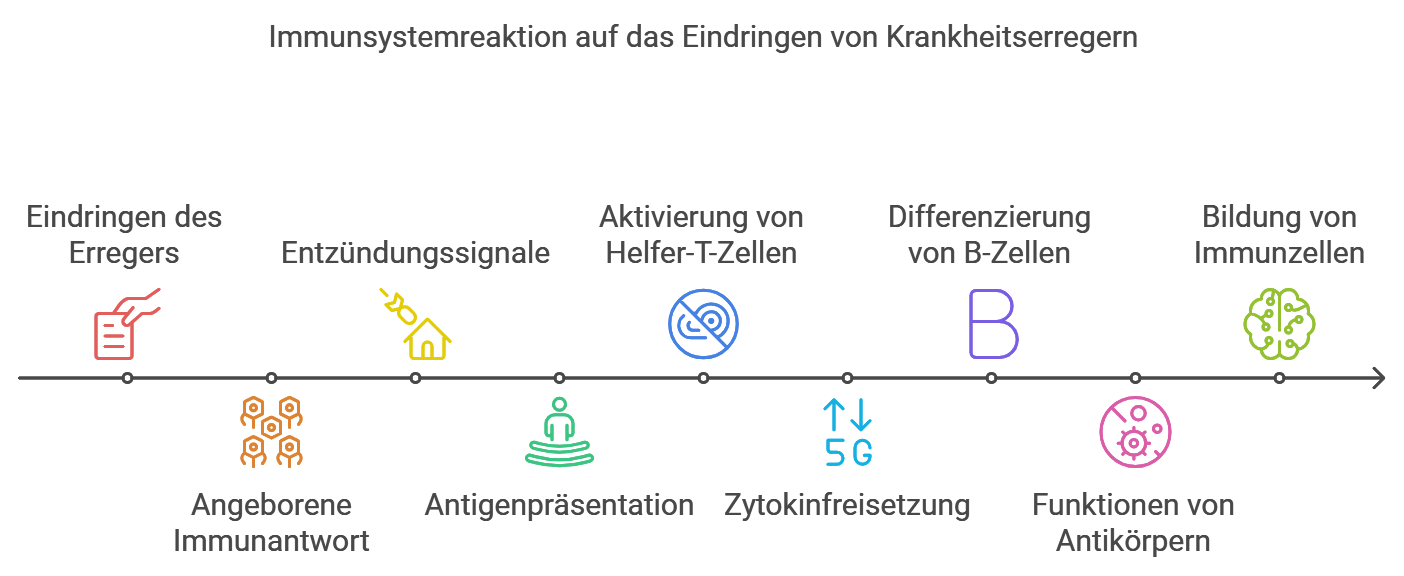 Immunsystem in Aktion